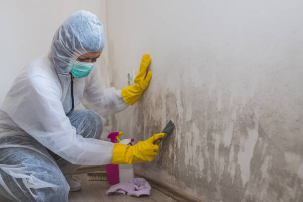 Apalachicola, FL Mold Remediation Company